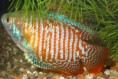 /album/hs-peixes-ornamentais/colisa-lalia-jpg/